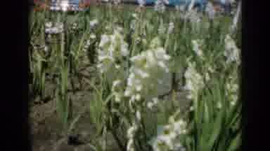 Missouri USA (1961): People Visiting White Flowers With Tall Stems In Bloom During