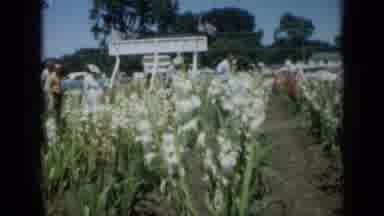 Missouri USA (1961): People Walking By Field Of White And Pink Tulips