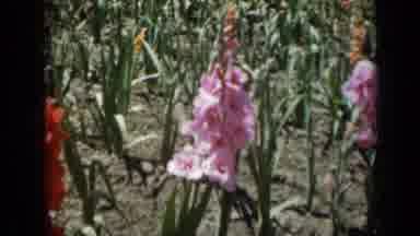 Missouri USA (1961): Outdoor Pink Red Flower Garden Plants Blowing Wind Sunny Day