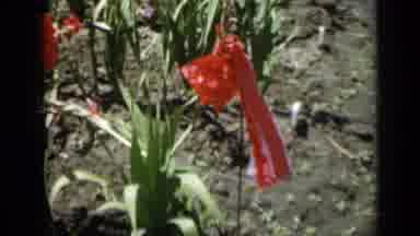 Missouri USA (1961): Garden Factory Of Beautiful Flowers Crop Zone Place On The