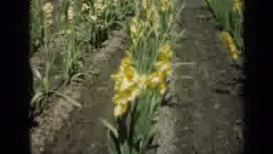 Missouri USA (1961): Field Of Yellow Purple And White Tulips