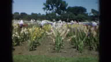 Missouri USA (1961): Panning Color Footage Of Field Of Flowers With People In It
