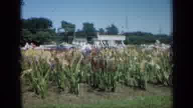 Missouri USA (1961): Person Wearing White Shirt Walks Through Small Corn Field On