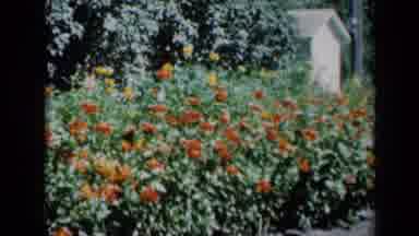 Missouri USA (1961): Two Young Girls Walking Through A Grade Of Orange Flowers
