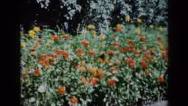 Missouri USA (1961): Orange And Yellow Flowers Run Alongside A Tree Line Where A