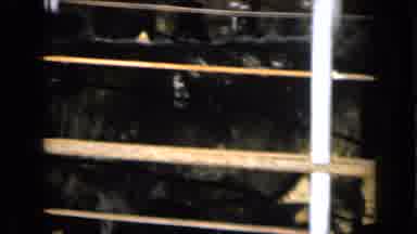 Missouri USA (1961): A Lot Of Black Cows Standing In The Hot Sun Behind A Rusted