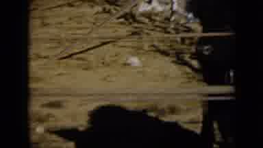 Missouri USA (1961): Cattle Confined In An Appropriate Place On The Farm For
