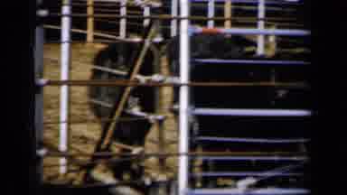 Missouri USA (1961): Animals Moving Freely And Living In A Cage
