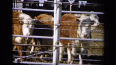 Missouri USA (1961): Hereford Cattle In Livestock Pens At A Auction Facility With