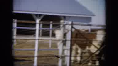 Missouri USA (1961): A Herd With Many Cows And Oxen Behind A Pen