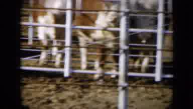 Missouri USA (1961): At Least Ten Cows In A Video Of Cattle Confined On An