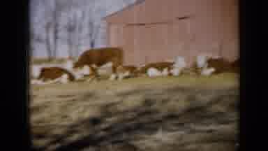 Missouri USA (1961): Auburn Colored Bovines With White Faces In Pasture By Red