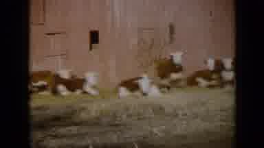 Missouri USA-1961: Brown and White Cattle Resting in Field by Red Barn