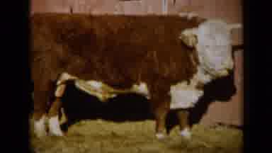 Missouri USA (1961): Cows Standing On The Grass Embracing The Sun