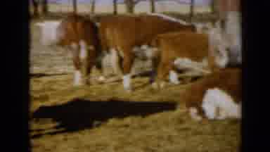 Missouri USA (1961): A Large Group Of Brown And White Cows All Standing And