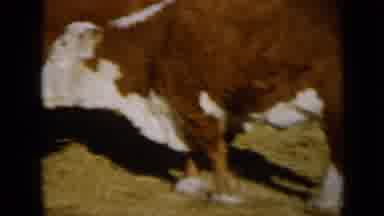 Missouri USA (1961): Many Brown And White Cows And Bulls Eating Hay