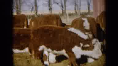 Missouri USA (1961): Cattle Feeding On Grass That Was Brought From Another