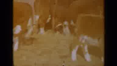 Missouri USA (1961): Cows And Calves Feeding On Straw With Yellow Flower In Chrome
