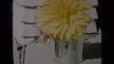 Missouri USA (1961): A Long Shot Of A Flower And Then Another Flower Suddenly