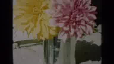 Missouri USA (1961): Colorful Flowers Exposed In Vase On Table In Sunny Day