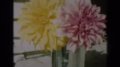 Missouri USA (1961): View Of Real Property With Pig Breeding With Beautiful Flower