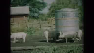 Missouri USA (1961): Pigs Standing Around The Dirt Eating And Enjoying Themselves