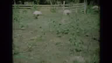 Missouri USA (1961): Animal Chasing Other Animals Looks Like Pigs