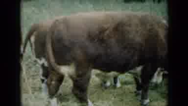 Missouri USA (1961): Brown Cow Feeding Greenery Grass Outside Group Ground