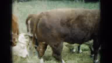 Missouri USA (1961): Cows Grazing In Field Of Grass On Windy Country Day Sunny