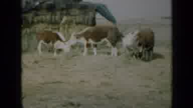 Missouri USA (1961): A Herd Of Cows Being Feed In Groups In An Open Field