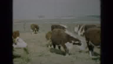 Missouri USA (1961): Cows Eating Grass Outside In A Big Field