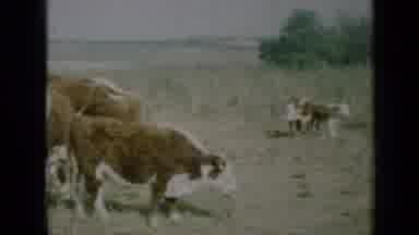 Missouri USA (1961): Brown And White Bulls Grazing Grass On A Sunny Day