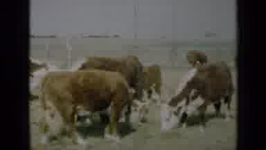 Missouri USA (1961): Herd Of Cows Grazing In A Pasture Near A Rock Formation