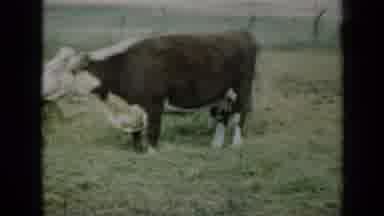 Missouri USA-1961: Cows Grazing In Fenced Paddock On Grass
