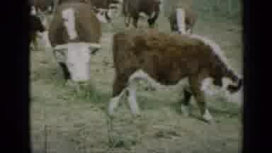 Missouri USA (1961): Cows Eating On The Grass In The Field And Then Shot Of Red