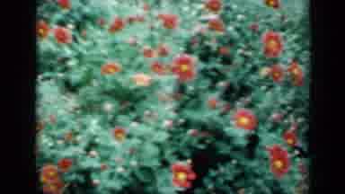 Missouri USA (1961): Garden Of Red Flowers And Then Three Kids Sitting On A Porch