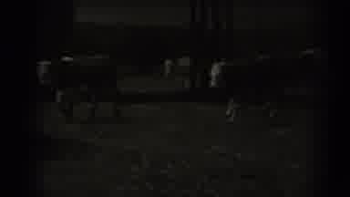 Missouri USA (1961): Sundown Parade Of Cows From The Farm Making Their Way Across