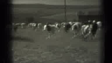 Missouri USA (1961): A Black And White Video Of A Large Herd Of Cows Out In A