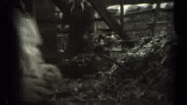 Missouri USA (1961): Cows Head In As Lady Is Busy Bailing With A Pitchfork In Barn