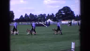 England-1963: Handlers Walking German Shepherds And A Golden Retriever At A Dog Show