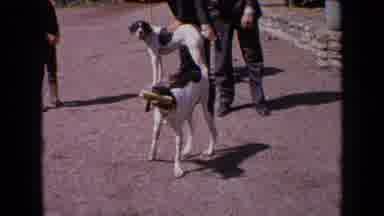 France (1963): Hunting Dogs Being Trained By Professionals Who Do This Job With A