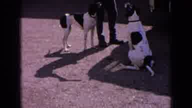 France (1963): Hunting Dogs Await Preparations To Leave For Another Hunt In The