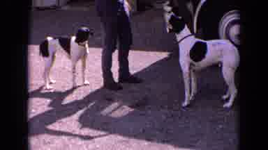 France (1963): Watching Dogs When A Man Was Showcasing His Car Boot With Loafs