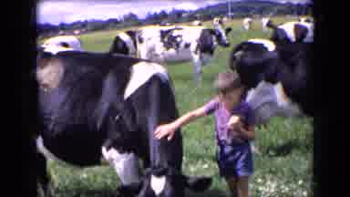 France (1963): Child Pets A Black And White Cow While Eating Sandwich Then Man