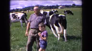 France (1963): Herd Of Cows Eating Grass While Family Watches And Kid Pets Them