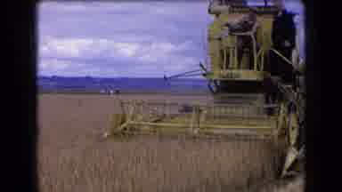 France (1963): Large Yellow Tractor Plowing Through A Field Of Wheat During The