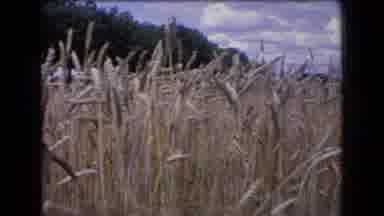 France (1963): Calming Wheat Field Located Outside Flowing With The Soft Wind