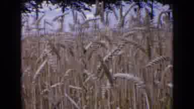 France (1963): Restaurant And Nature
