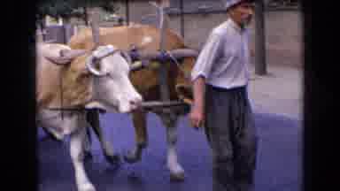 France (1963): Man Wearing White Shirt Leads Pair Of Oxen Pulling Wagon On A Clear