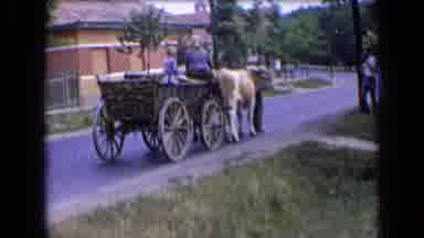 France (1963): Oxen Or Cows Pulling A Cart On The Street With People
